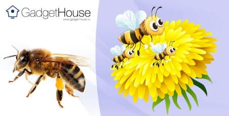перга пчелиная: полезные свойства, как принимать, рецепты