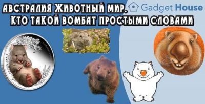 Австралия животный мир. Кто такой Вомбат простыми словами